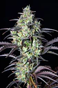 Mimosa Cake Auto -Fast Buds (X3/X1) - Miniatura 2