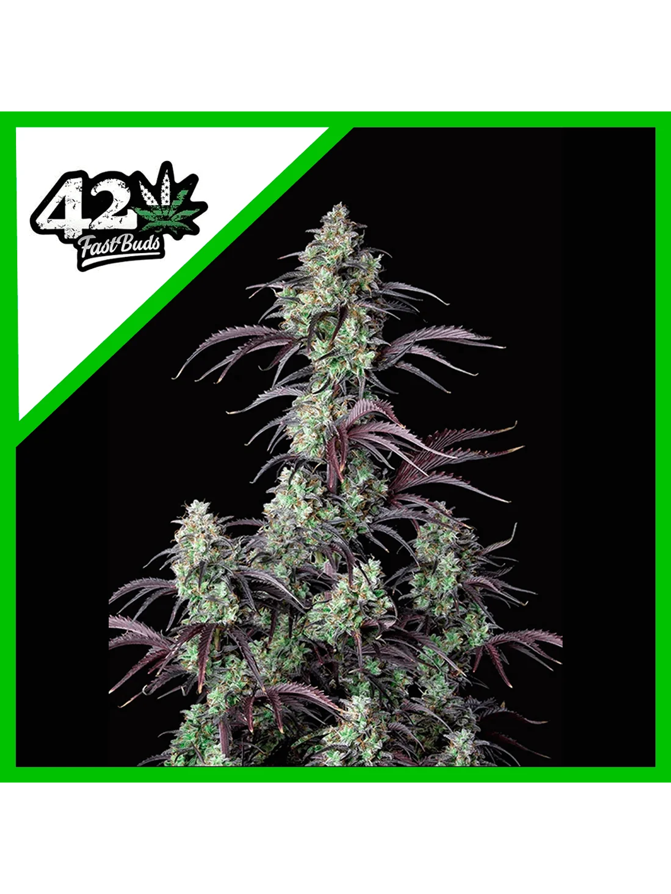 Mimosa Cake Auto -Fast Buds (X3/X1) 1