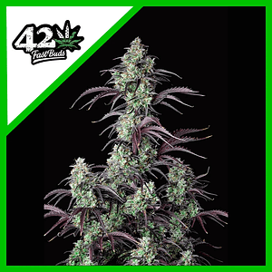 Mimosa Cake Auto X3-Fast Buds