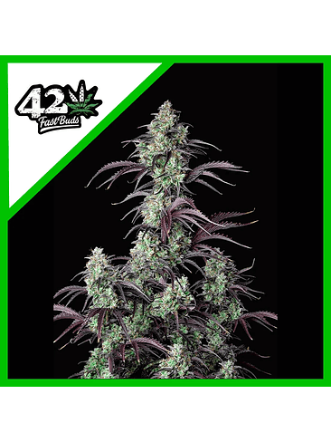 MIMOSA CAKE AUTO X3-FAST BUDS 1