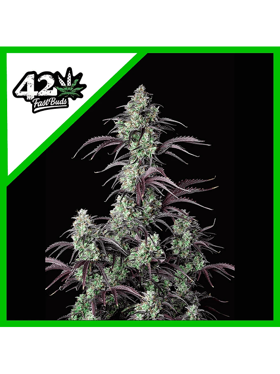 MIMOSA CAKE AUTO X3-FAST BUDS 1