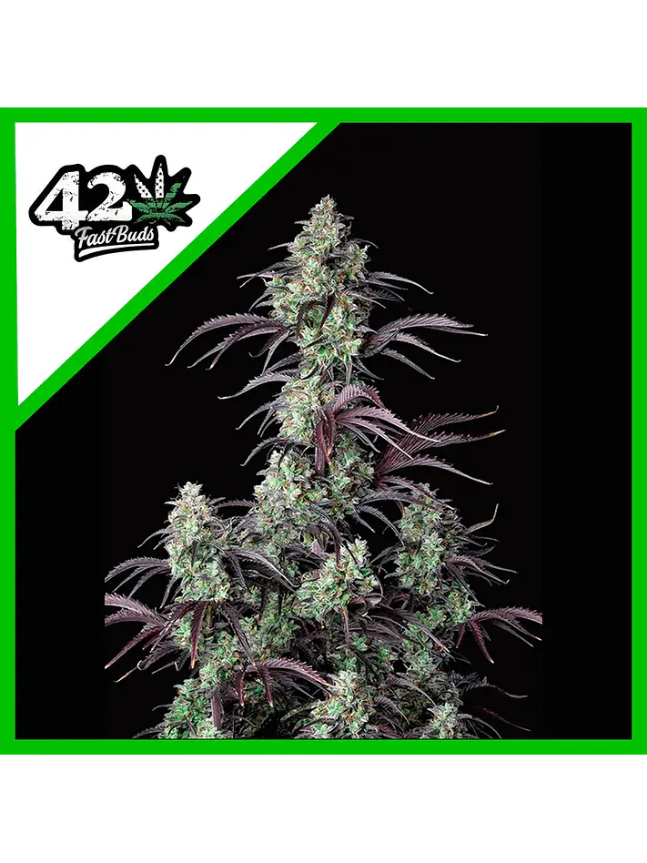 Mimosa Cake Auto -Fast Buds (X3/X1) 1