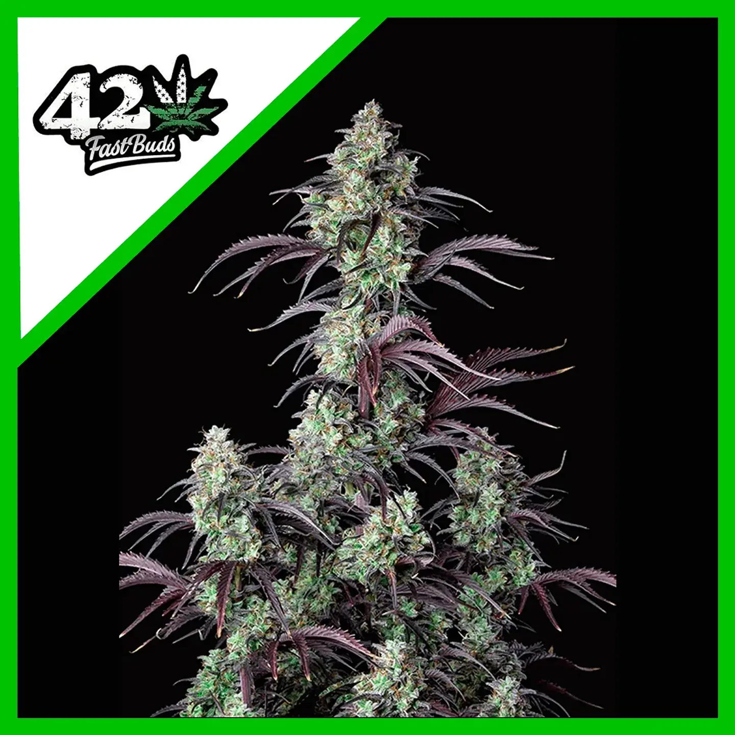 Mimosa Cake Auto -Fast Buds (X3/X1) 1