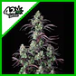 Mimosa Cake Auto -Fast Buds (X3/X1) - Miniatura 1