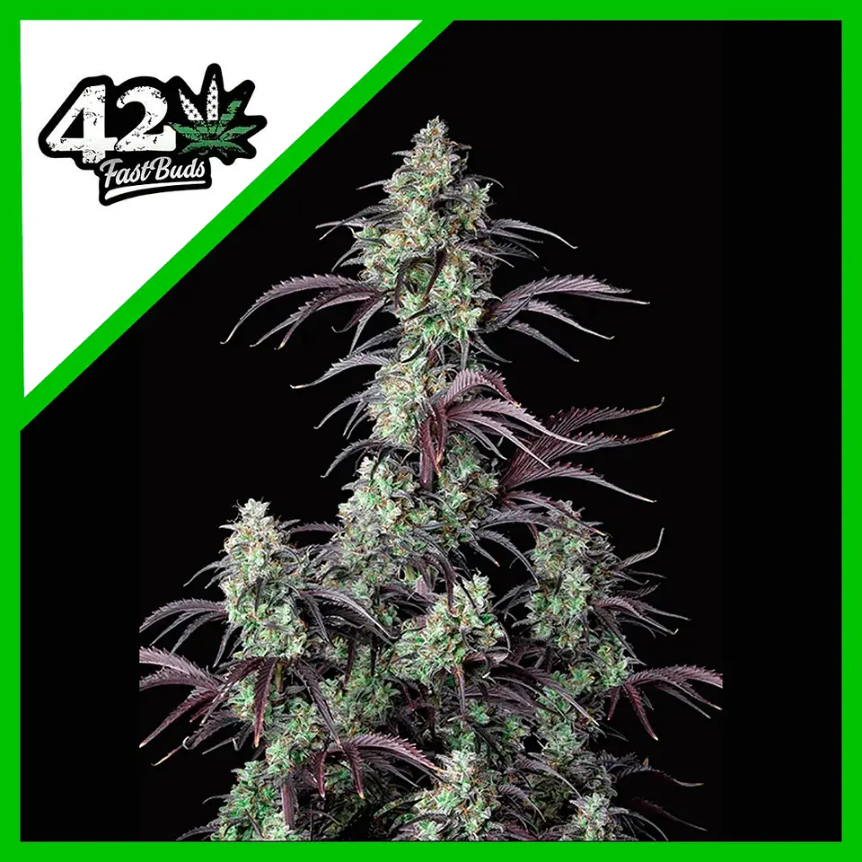 Mimosa Cake Auto -Fast Buds (X3/X1) 1
