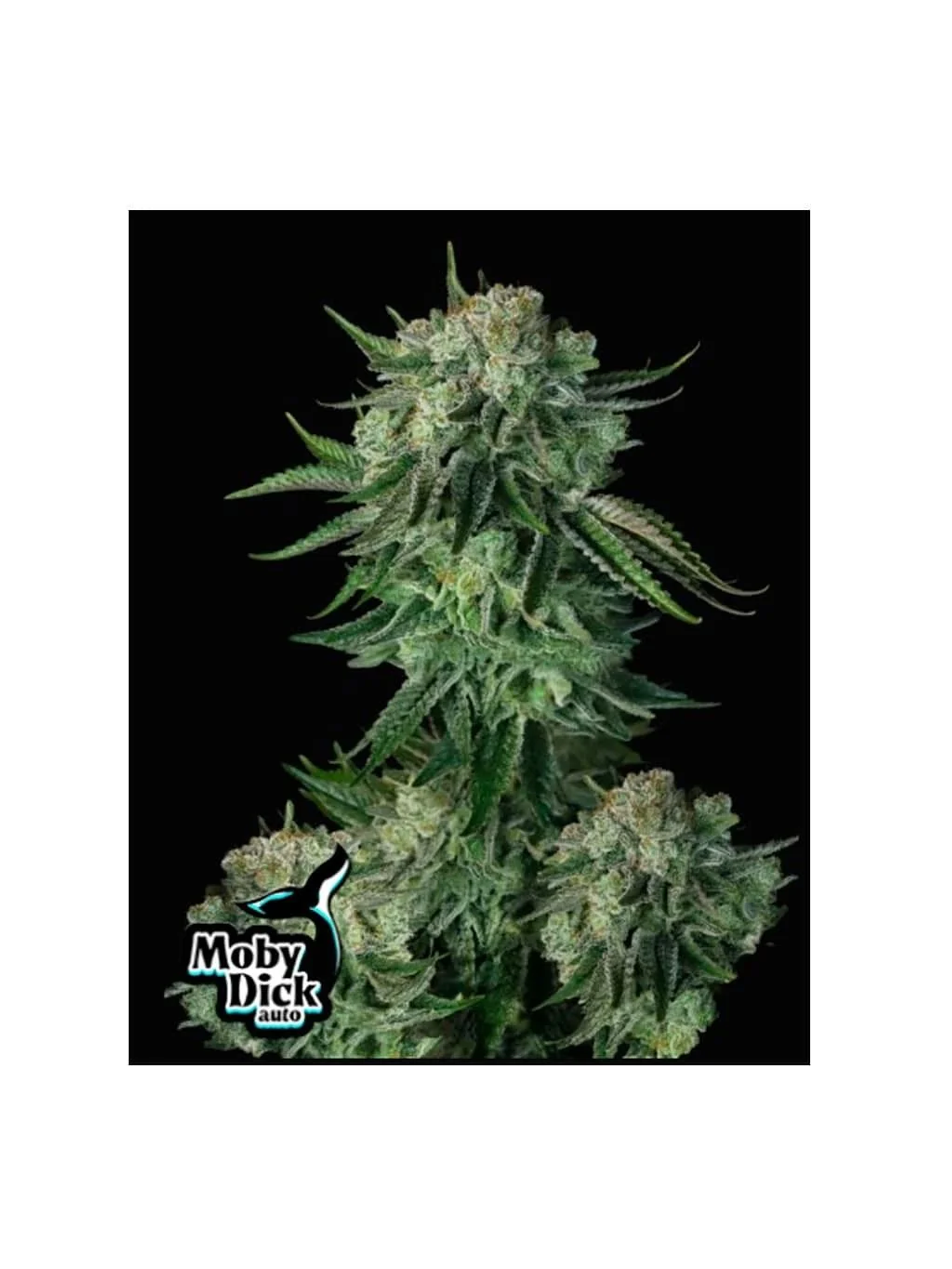 Moby Dick Auto 3+2-Fast Buds 1