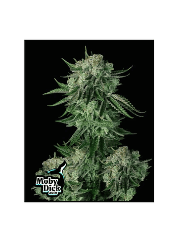 MOBY DICK AUTO 3+2-FAST BUDS 1