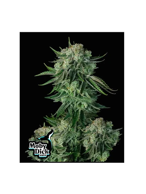 Moby Dick Auto 3+2-Fast Buds 1