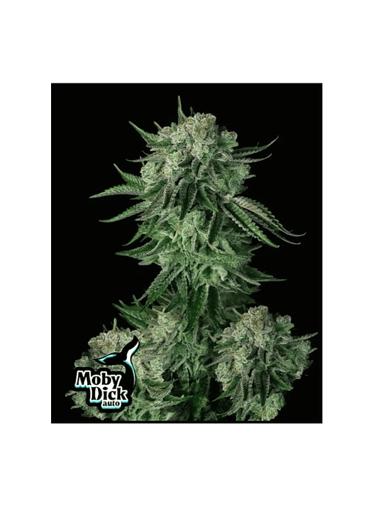MOBY DICK AUTO 3+2-FAST BUDS 1
