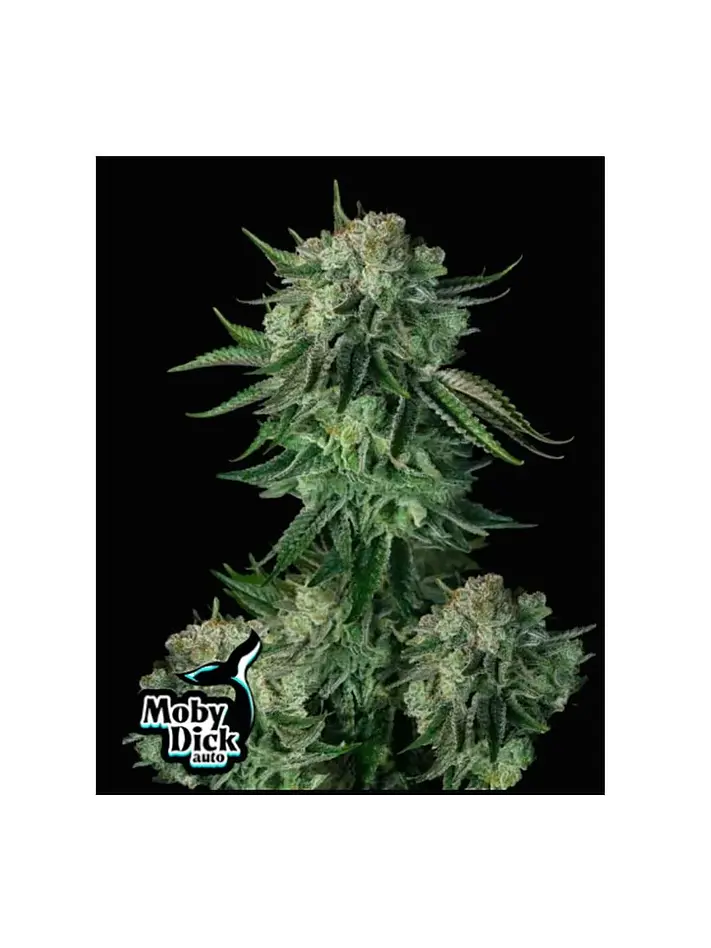 Moby Dick Auto 3+2-Fast Buds 1