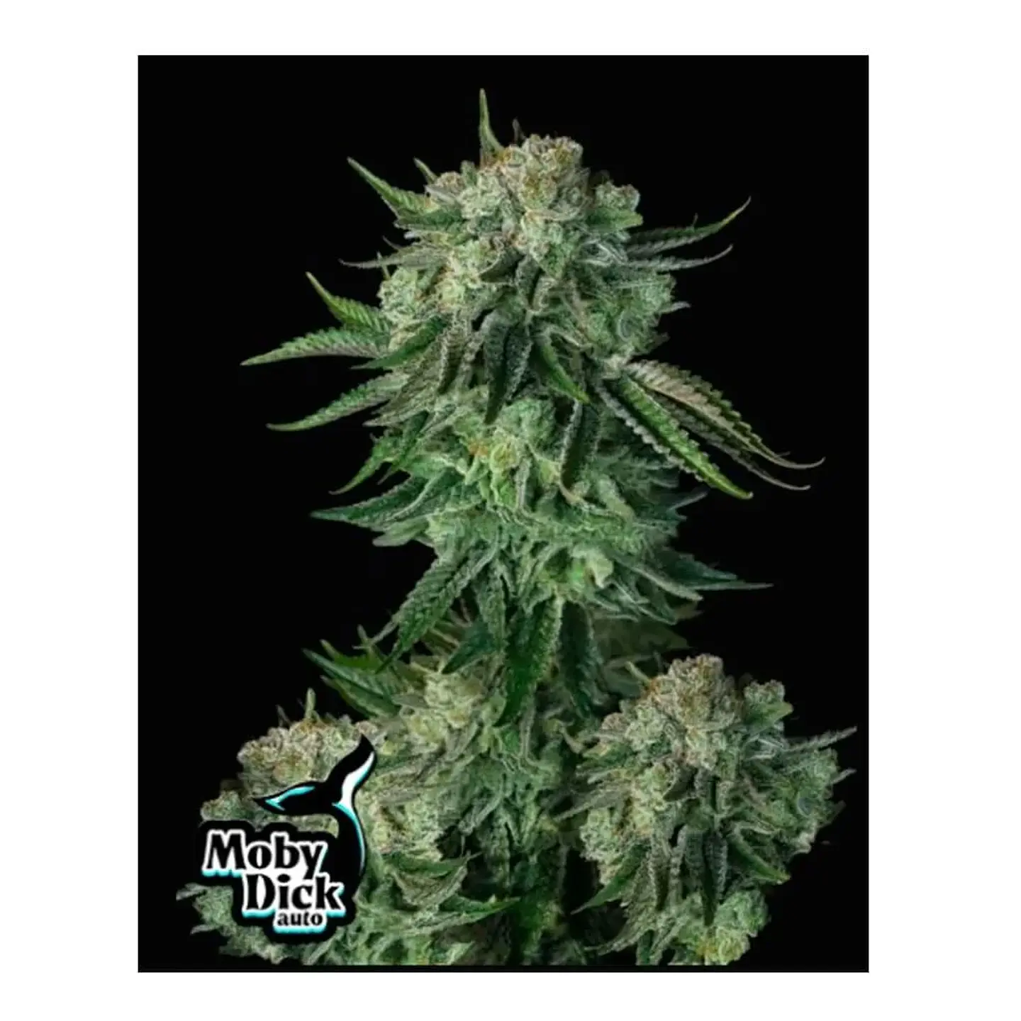 Moby Dick Auto (X3/3+2)-Fast Buds 1