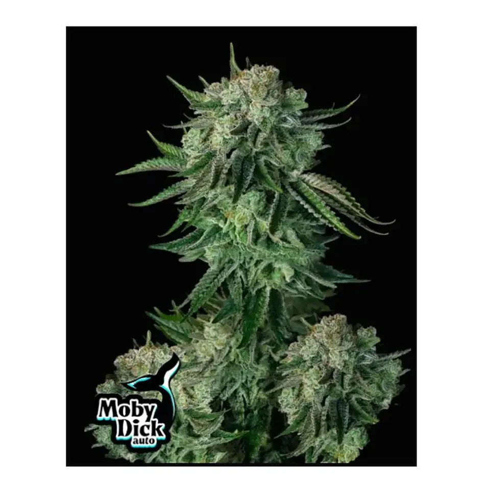 Moby Dick Auto (X3/3+2)-Fast Buds 1