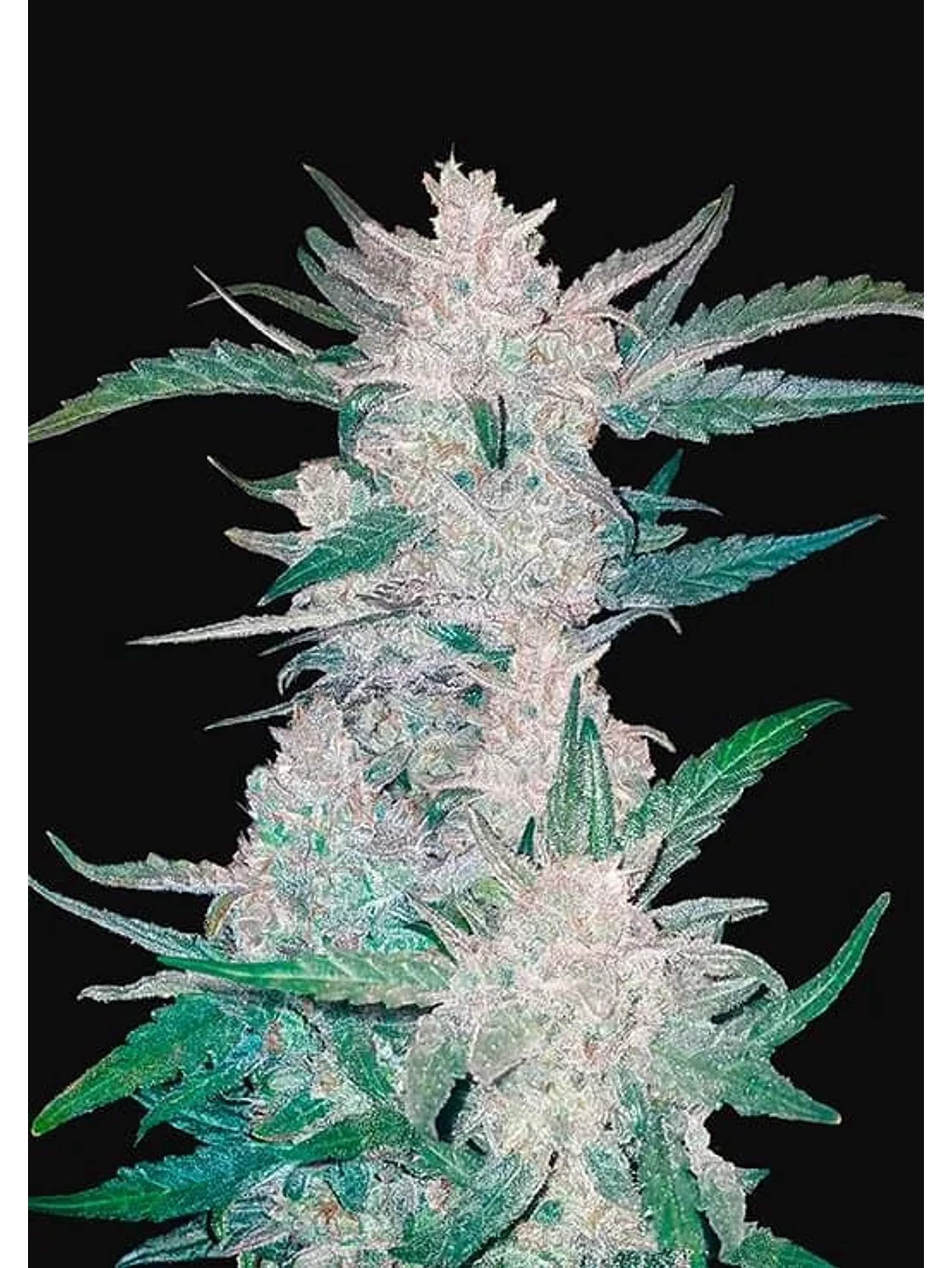 Mexican Airlines  Auto X3-Fast Buds 1