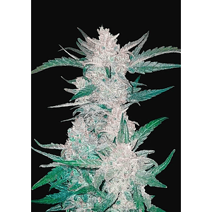 Mexican Airlines  Auto X3-Fast Buds