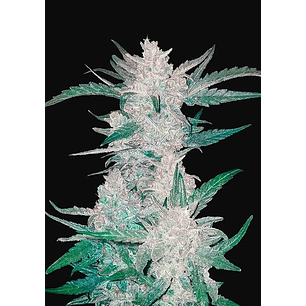 MEXICAN AIRLINES  AUTO X3-FAST BUDS