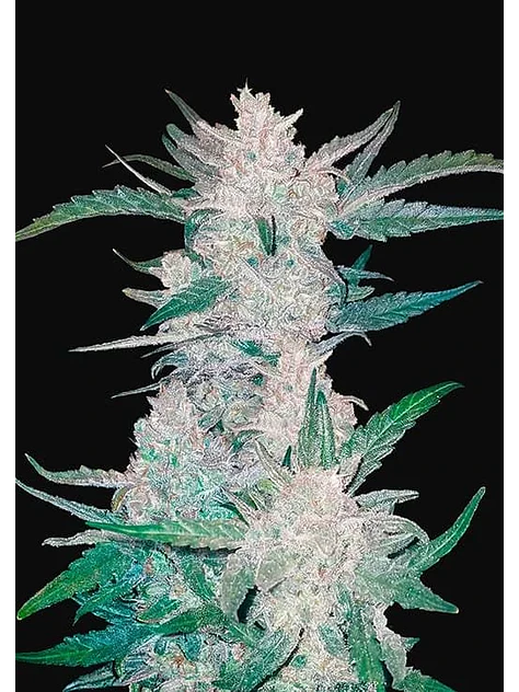 Mexican Airlines  Auto X3-Fast Buds 1