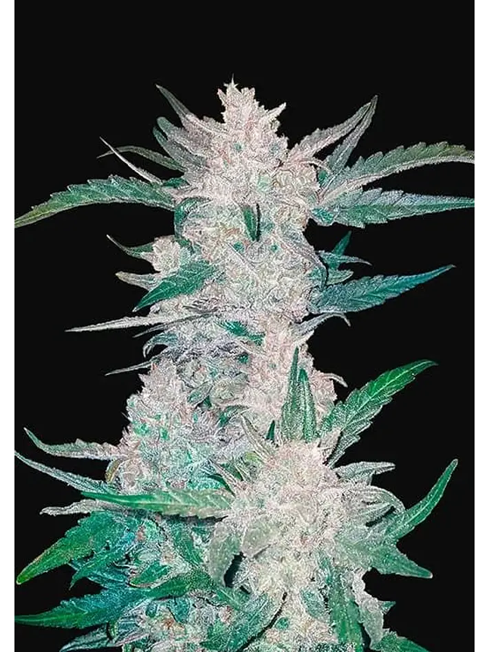 Mexican Airlines  Auto X3-Fast Buds 1