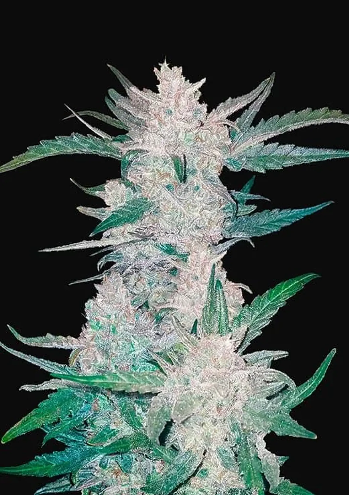 Mexican Airlines  Auto X3-Fast Buds 1