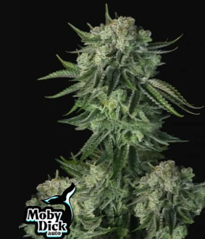 Original Moby Dick Auto X3-Fast Buds 1