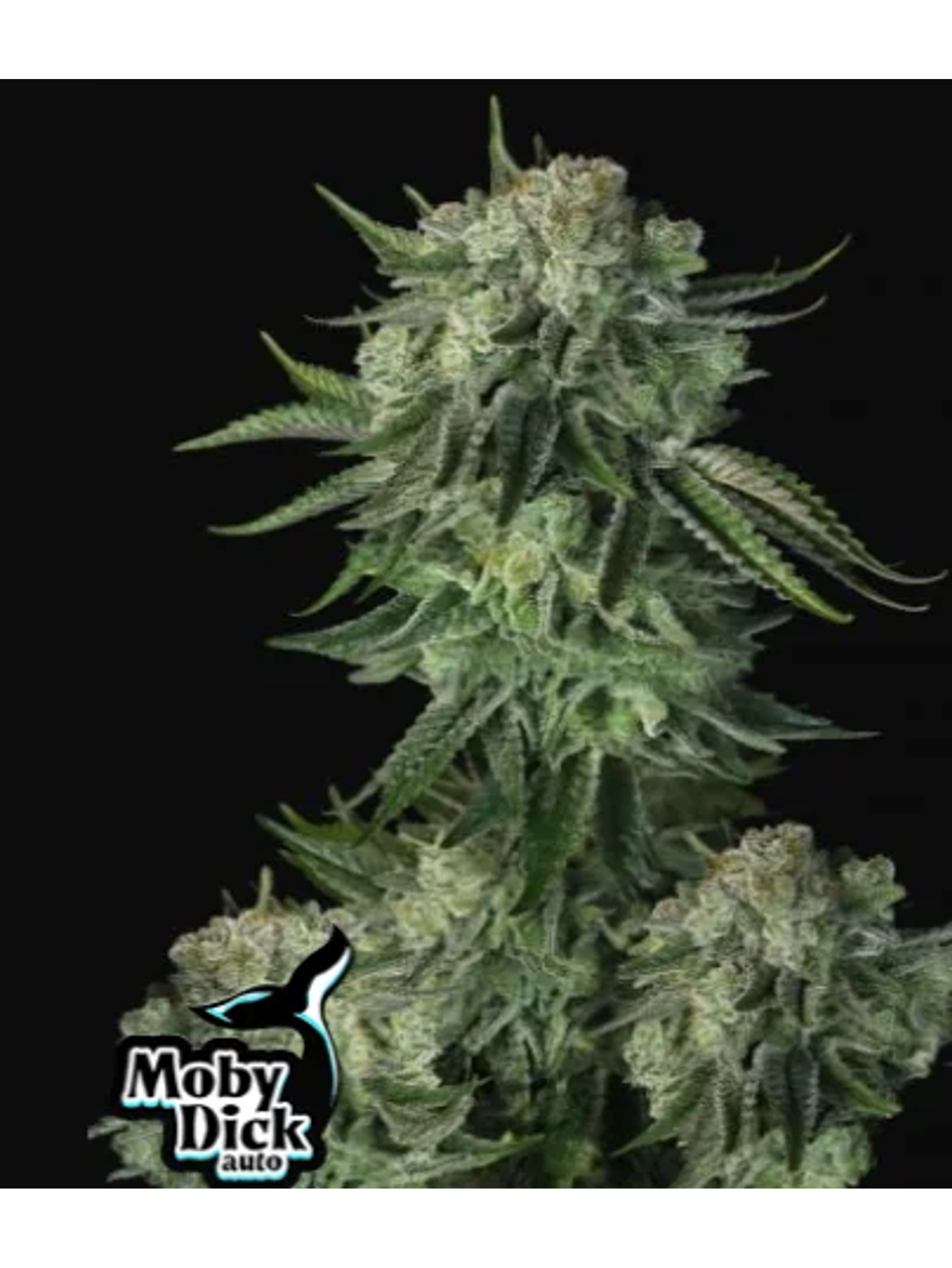 Original Moby Dick Auto X3-Fast Buds 1