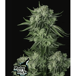 Original Moby Dick Auto X3-Fast Buds