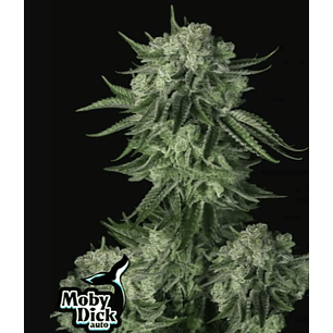 ORIGINAL MOBY DICK AUTO X3-FAST BUDS