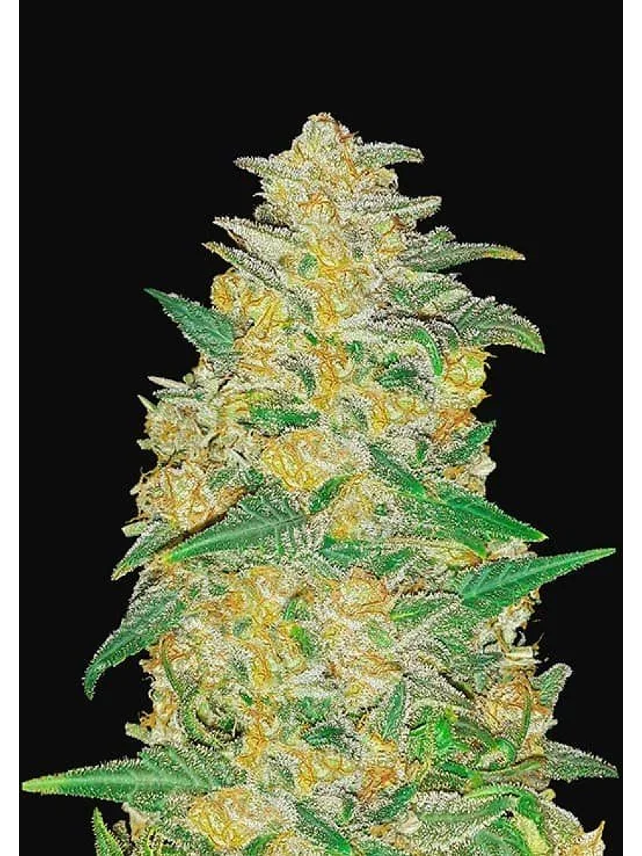 Original Ak Auto -Fast Buds (X3/X1) 1