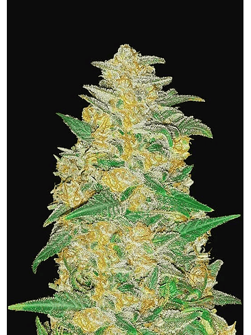 ORIGINAL AK AUTO X3-FAST BUDS 1