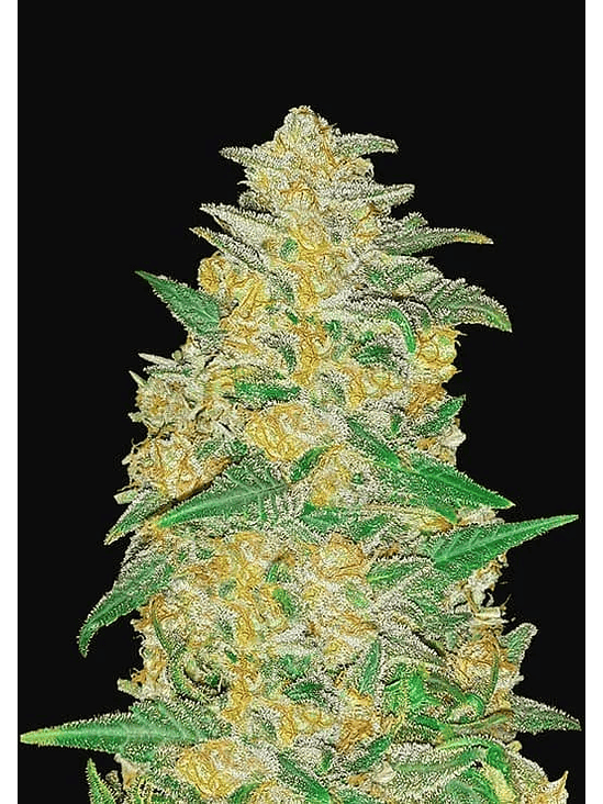 ORIGINAL AK AUTO X3-FAST BUDS 1