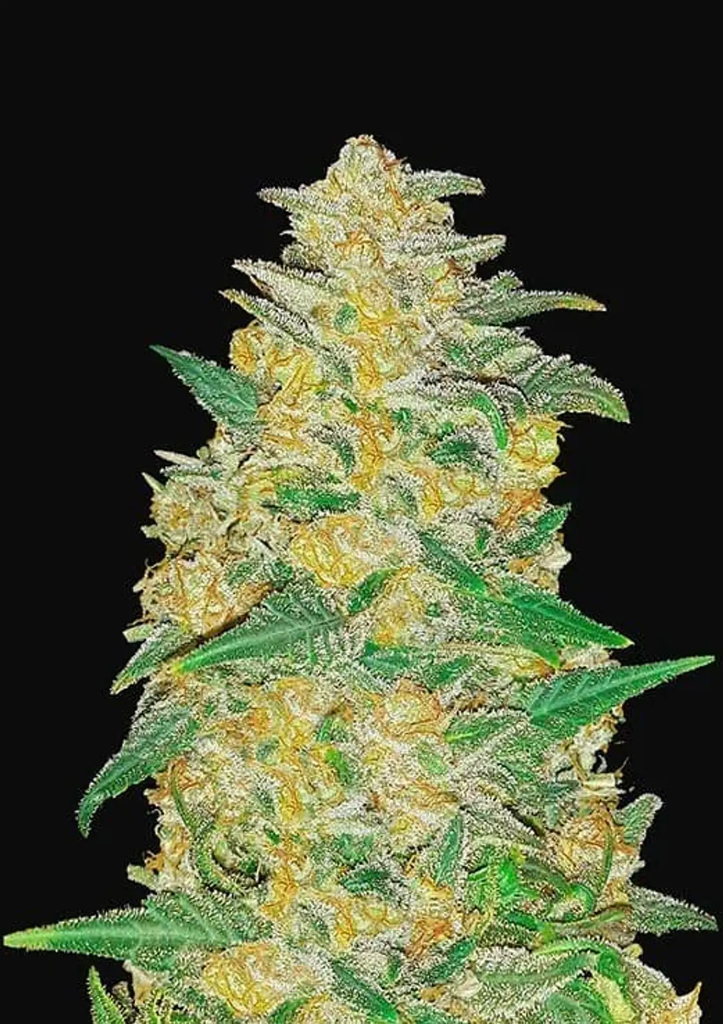 Original Ak Auto -Fast Buds (X3/X1) 1