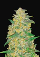 Original Ak Auto -Fast Buds (X3/X1) - Miniatura 1