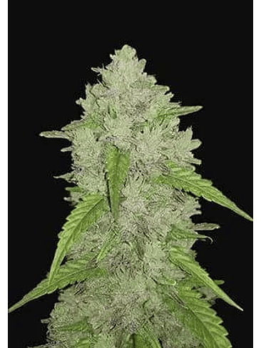 ORIGINAL AMNESIA HAZE  AUTO X1-FAST BUDS 1