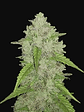 ORIGINAL AMNESIA HAZE  AUTO X3-FAST BUDS - Miniatura 1