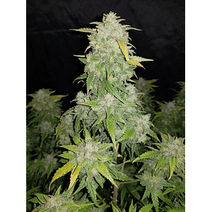 Original Amnesia Haze  Auto X3-Fast Buds