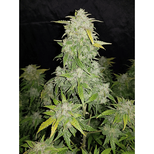 ORIGINAL AMNESIA HAZE  AUTO X3-FAST BUDS