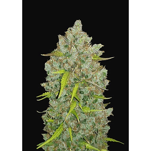 ORIGINAL BUBBLEGUM AUTO X3-FAST BUDS