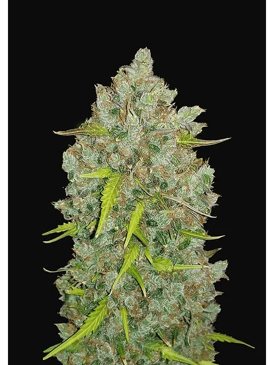 ORIGINAL BUBBLEGUM AUTO X3-FAST BUDS 1