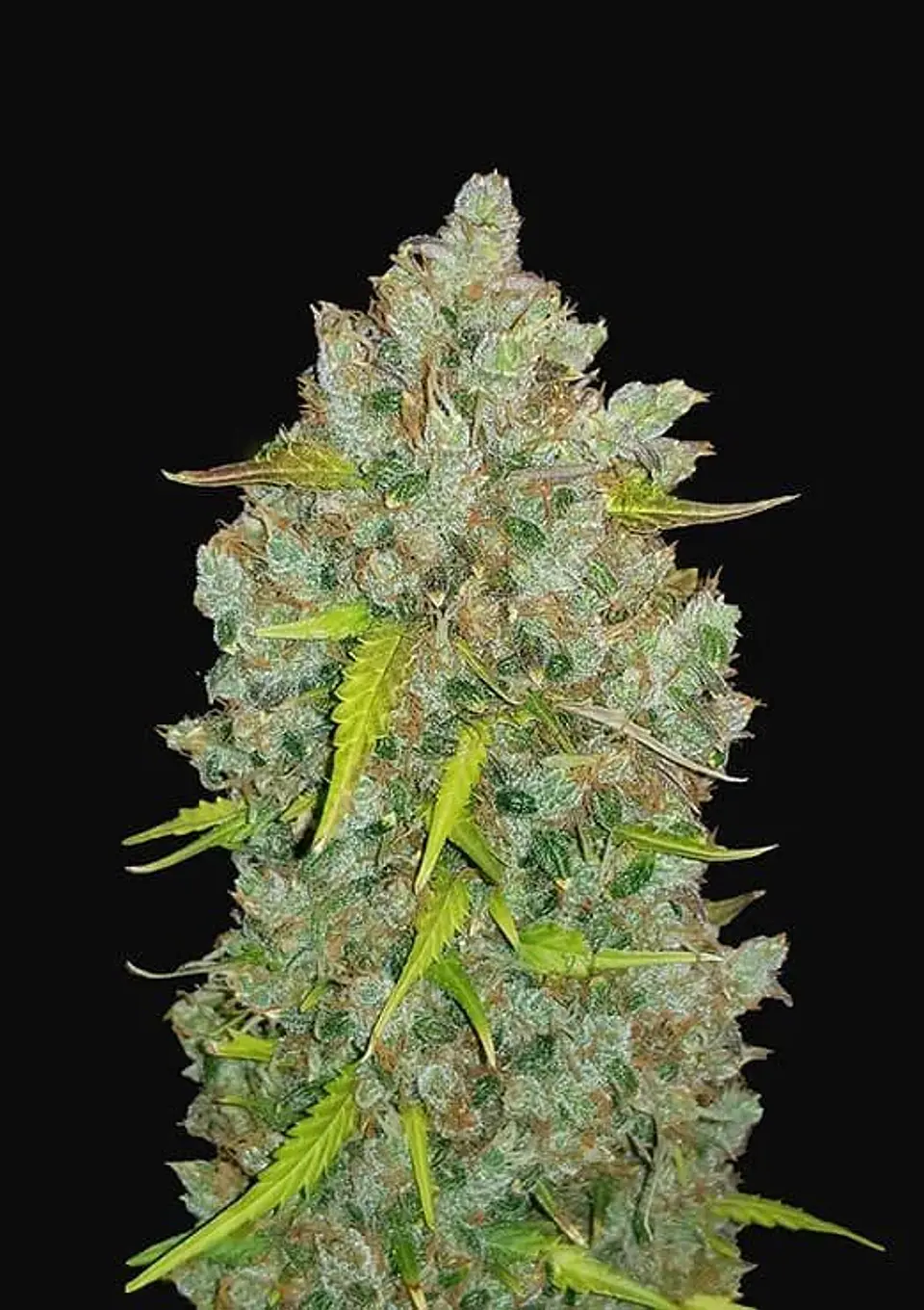 Original Bubblegum Auto -Fast Buds (X3/X1) 1