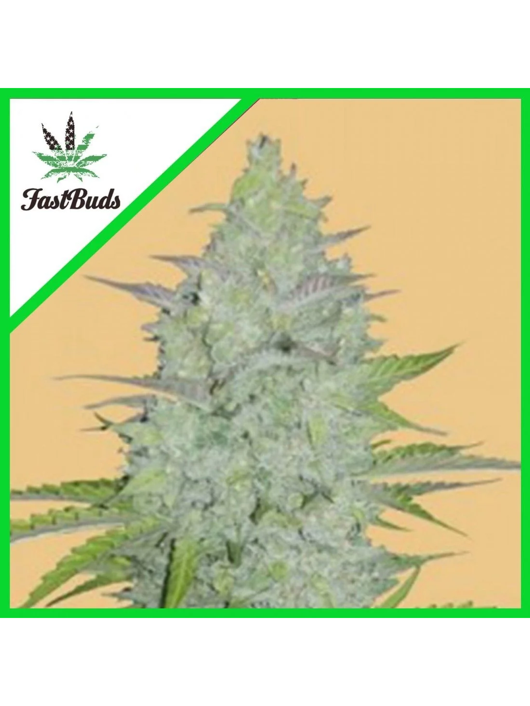 Original Critical Auto X3-Fast Buds 1