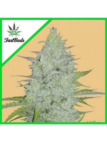 ORIGINAL CRITICAL AUTO X3-FAST BUDS 1