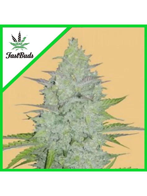 Original Critical Auto X3-Fast Buds 1