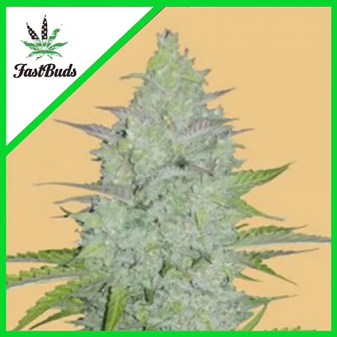 Original Critical Auto X3-Fast Buds