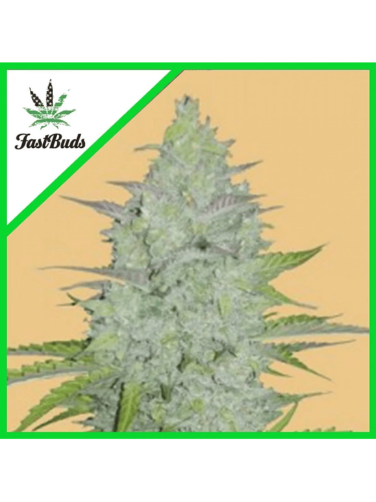 ORIGINAL CRITICAL AUTO X3-FAST BUDS 1