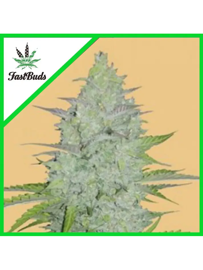Original Critical Auto X3-Fast Buds 1
