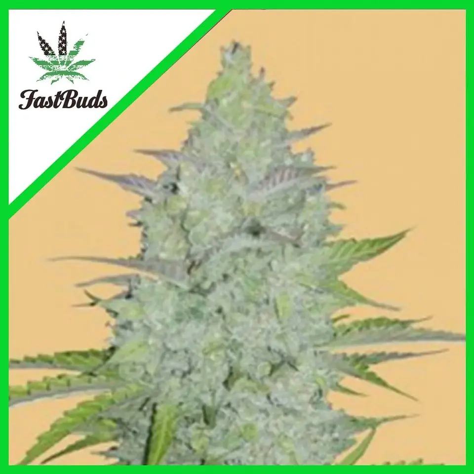 Original Critical Auto X3-Fast Buds 1