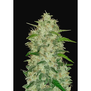 Original Chemdawg Auto X1-Fast Buds