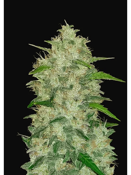 ORIGINAL CHEMDAWG AUTO X1-FAST BUDS 1