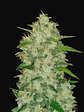 Original Chemdawg Auto X3-Fast Buds - Miniatura 1