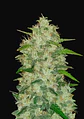 Original Chemdawg Auto -Fast Buds (X3/X1) - Miniatura 1