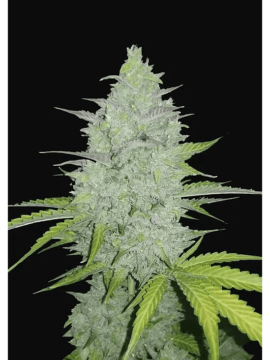 ORIGINAL CHEESE AUTO X1-FAST BUDS 1